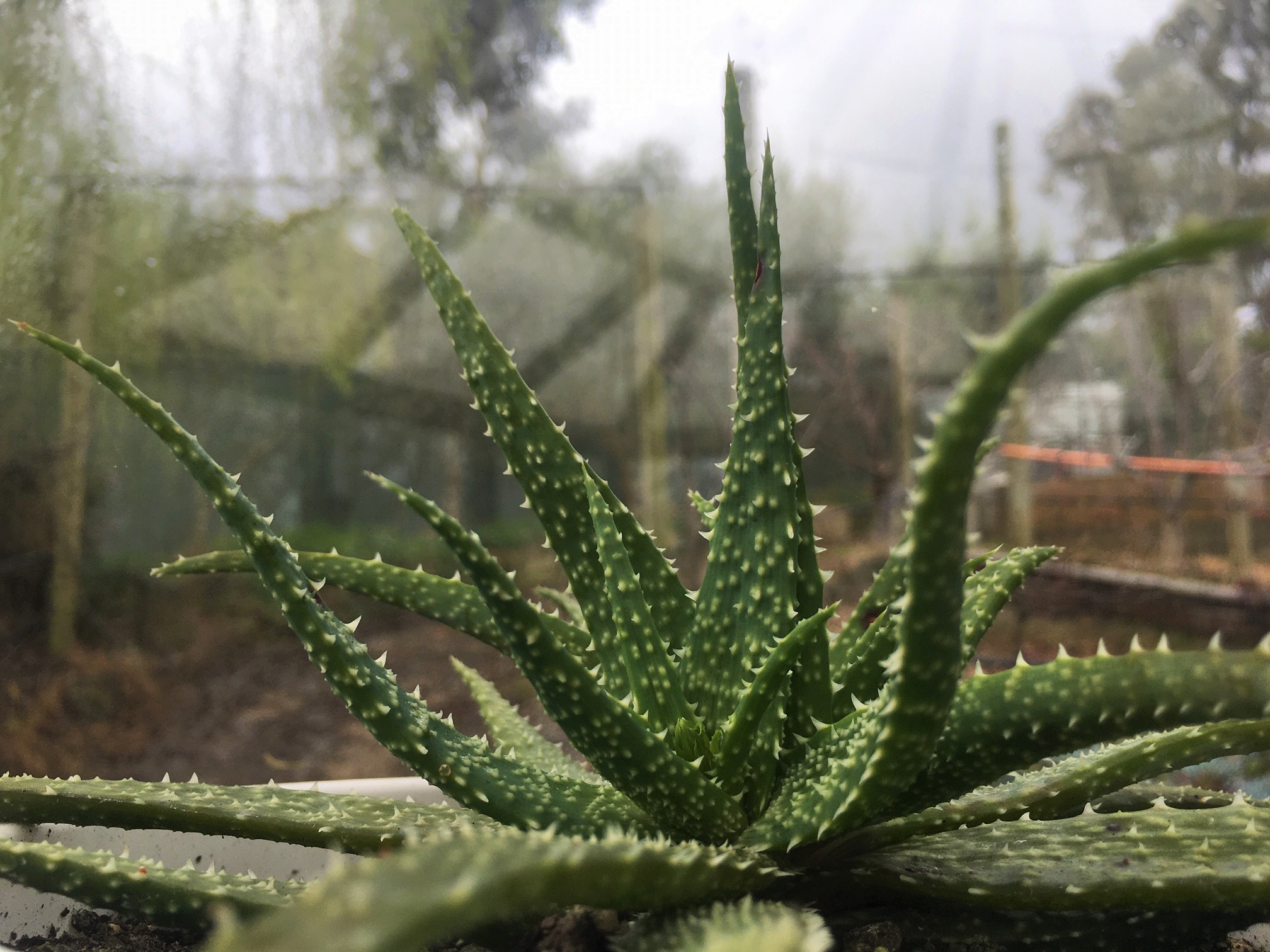 Name: Caitlyn. Prize: Shortlist. Mathematical models show that the leaf arrangement of aloe vera plants follow the Fibonacci sequence to create a spiral, with one leaf per node called alternate phyllotaxis. This mathematical phenomenon occurs frequently within nature.